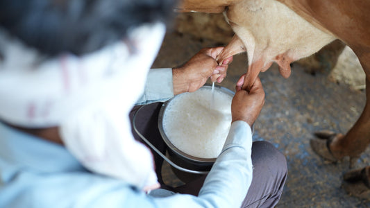 A2 प्रोटीन: देसी गाय के दूध में छिपा असली अमृत