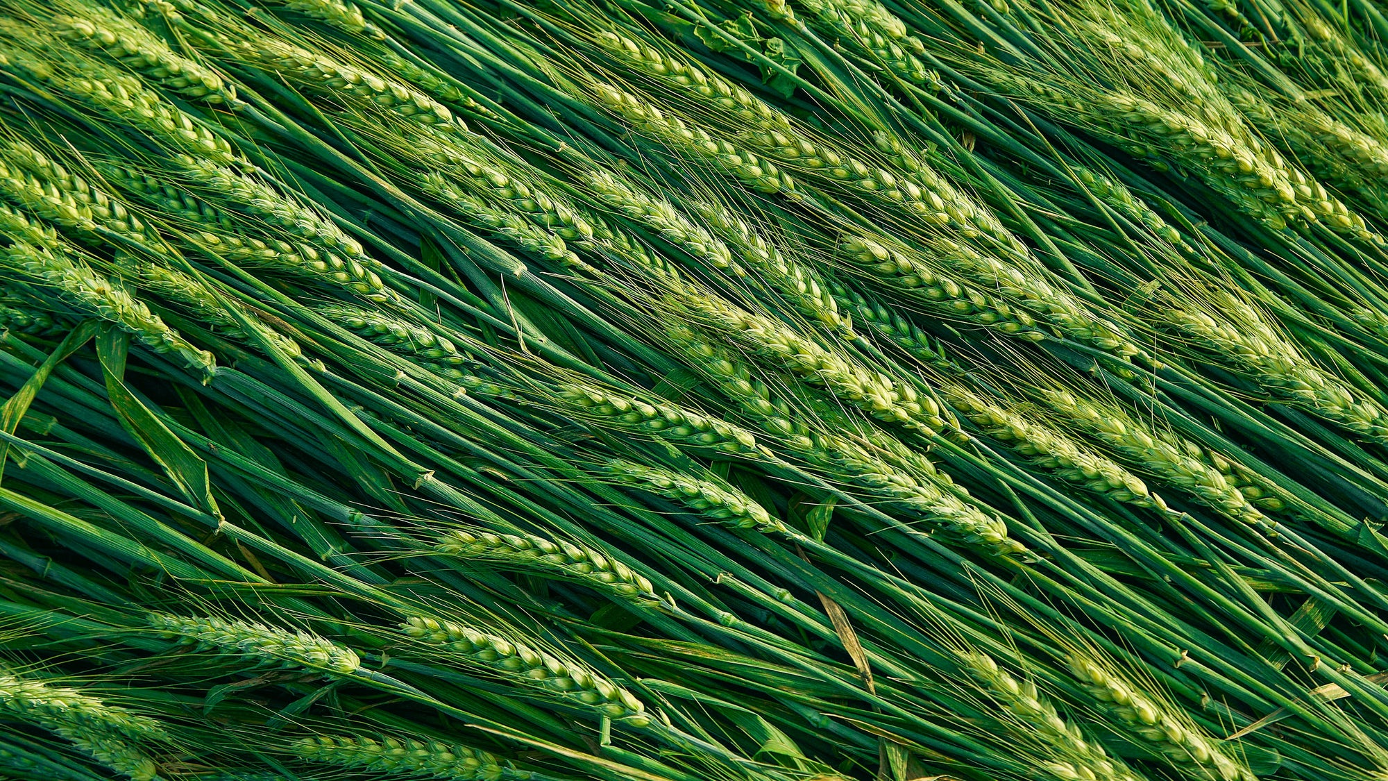Grains