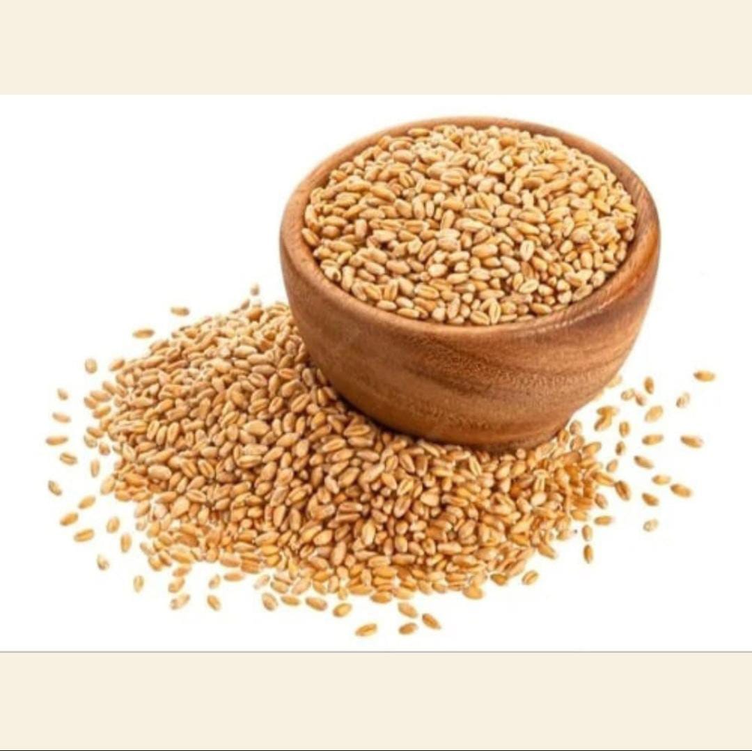 Hybrid Gehu(SR 14)(हाइब्रिड गेहु)